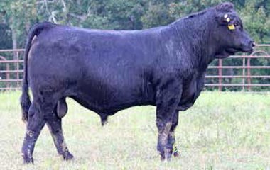 Lot 23 - 339Z GUNSLINGER 640D ET
